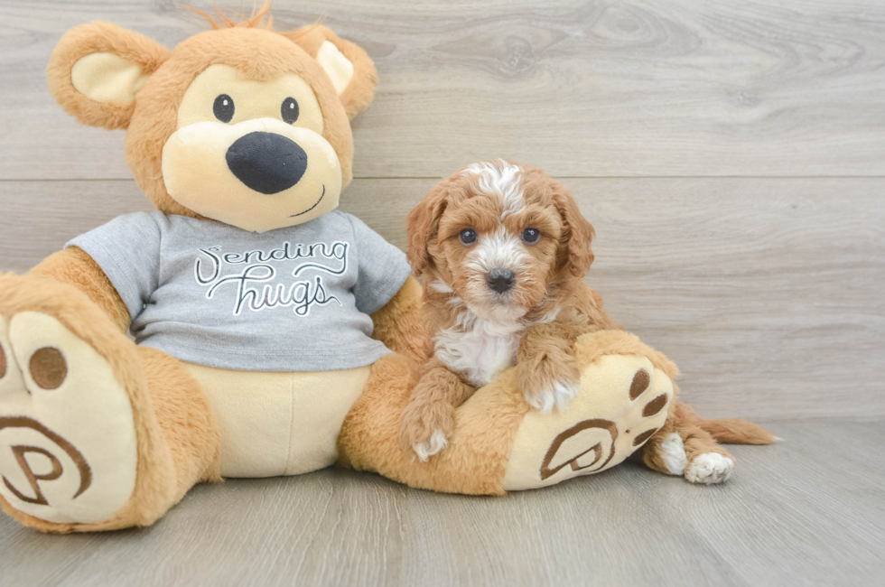 5 week old Cavapoo Puppy For Sale - Florida Fur Babies