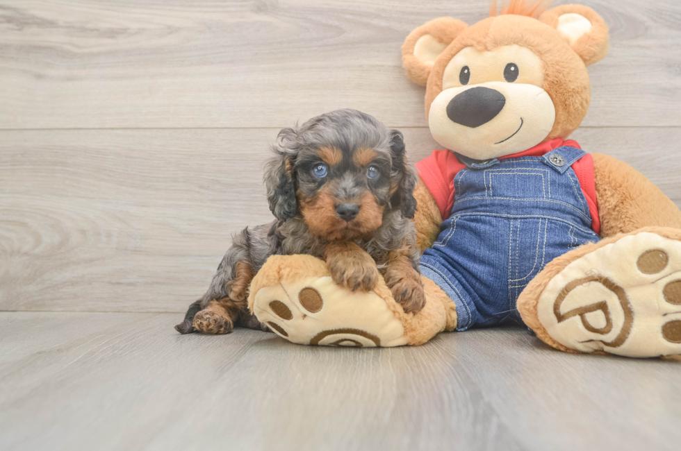 5 week old Cavapoo Puppy For Sale - Florida Fur Babies
