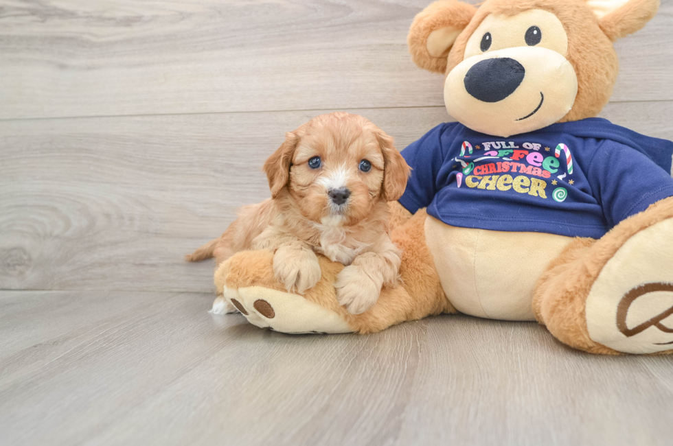 5 week old Cavapoo Puppy For Sale - Florida Fur Babies