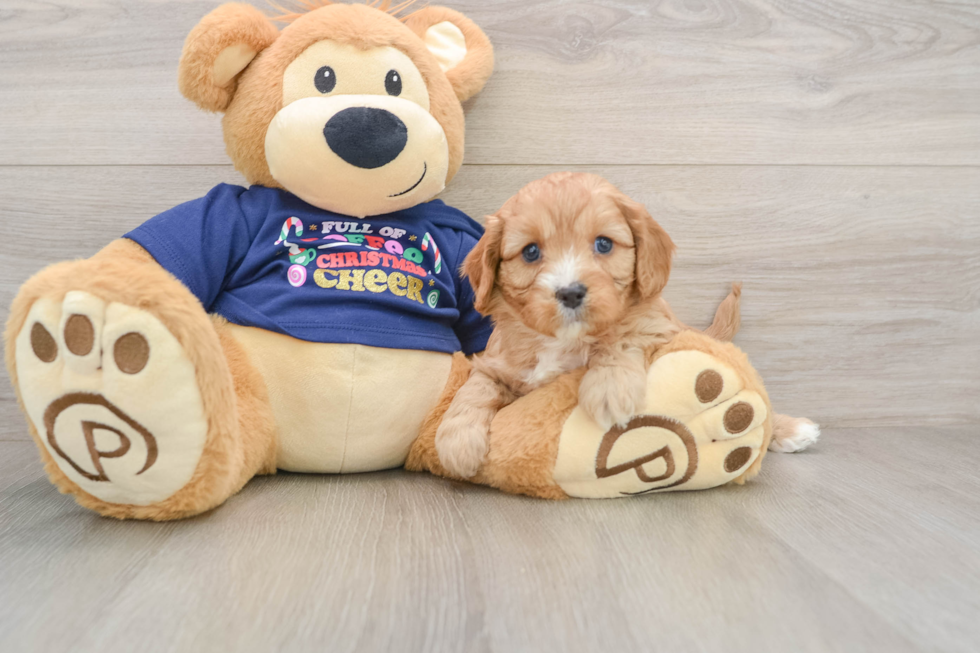 Best Cavapoo Baby