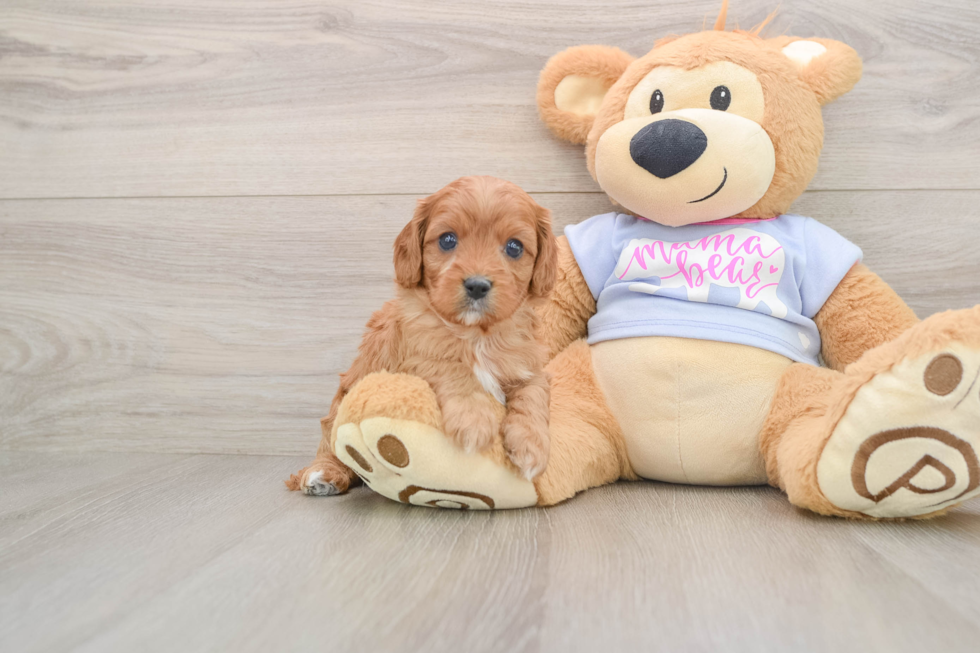 Cavapoo Puppy for Adoption