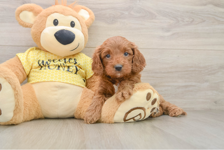 Adorable Cavalier King Charles Spaniel and Poodle Mix Poodle Mix Puppy