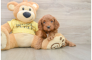 Adorable Cavalier King Charles Spaniel and Poodle Mix Poodle Mix Puppy