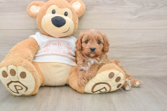 Cavapoo Pup Being Cute