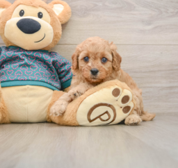 8 week old Cavapoo Puppy For Sale - Florida Fur Babies