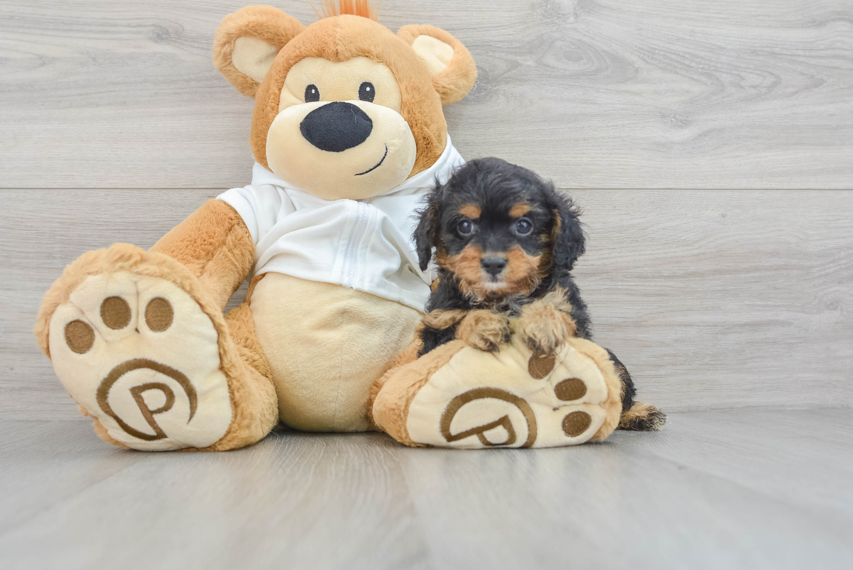 Premier store pups cavapoo