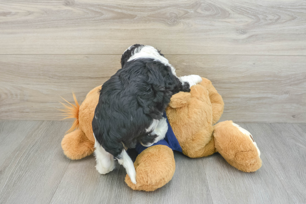 Best Cavapoo Baby