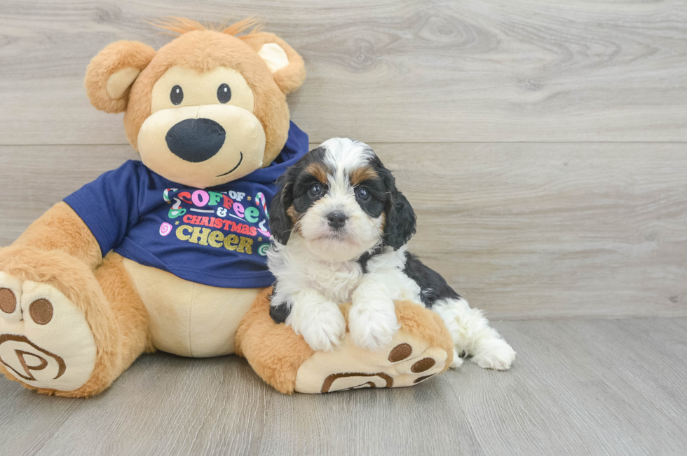 5 week old Cavapoo Puppy For Sale - Florida Fur Babies