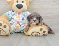 8 week old Cavapoo Puppy For Sale - Florida Fur Babies