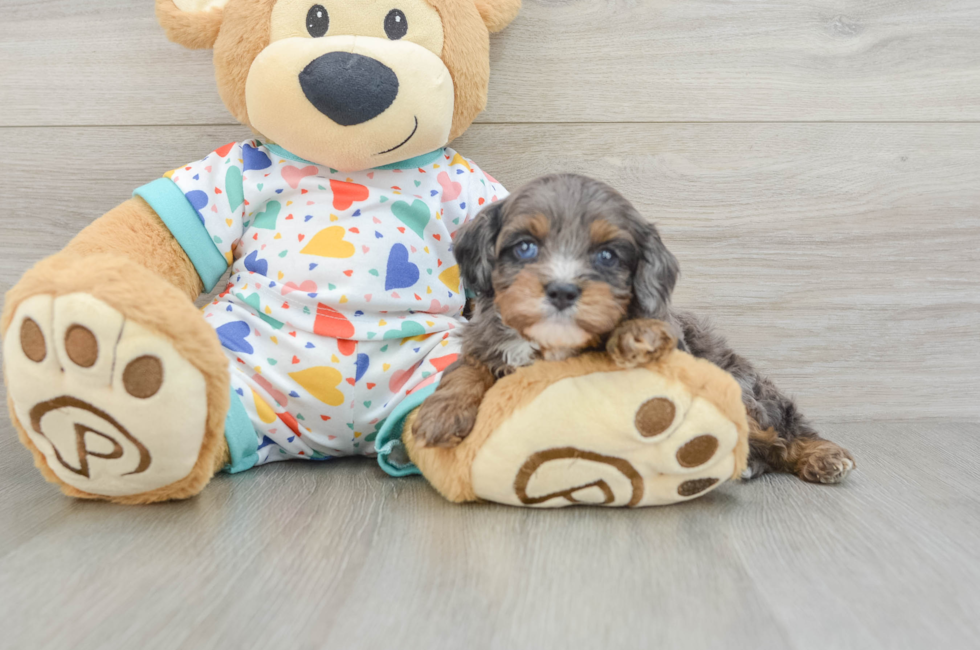6 week old Cavapoo Puppy For Sale - Florida Fur Babies