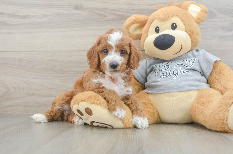 5 week old Cavapoo Puppy For Sale - Florida Fur Babies
