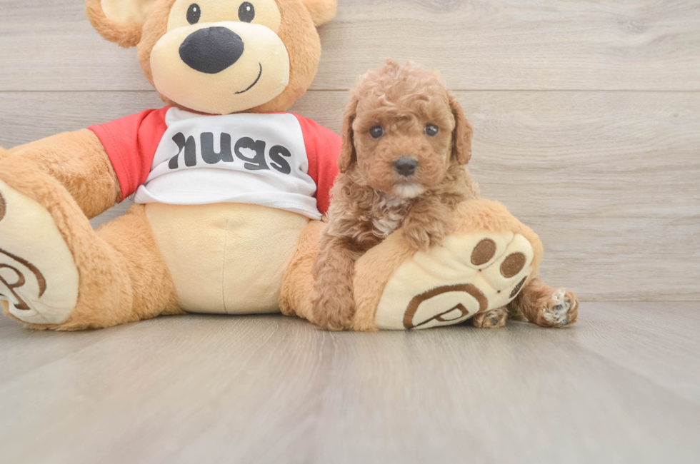 5 week old Cavapoo Puppy For Sale - Florida Fur Babies