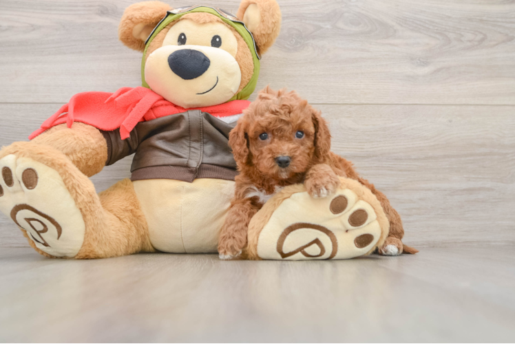 Cavapoo Puppy for Adoption