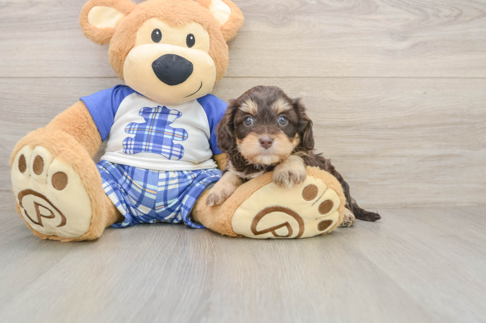 Smart Cavapoo Poodle Mix Pup
