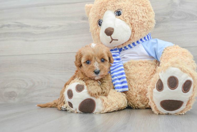 Best Cavapoo Baby