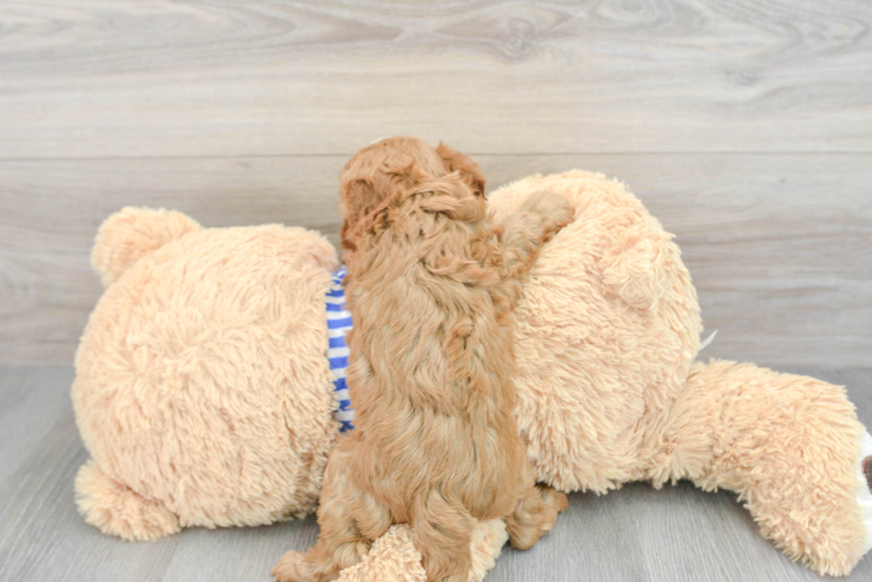 Petite Cavapoo Poodle Mix Pup