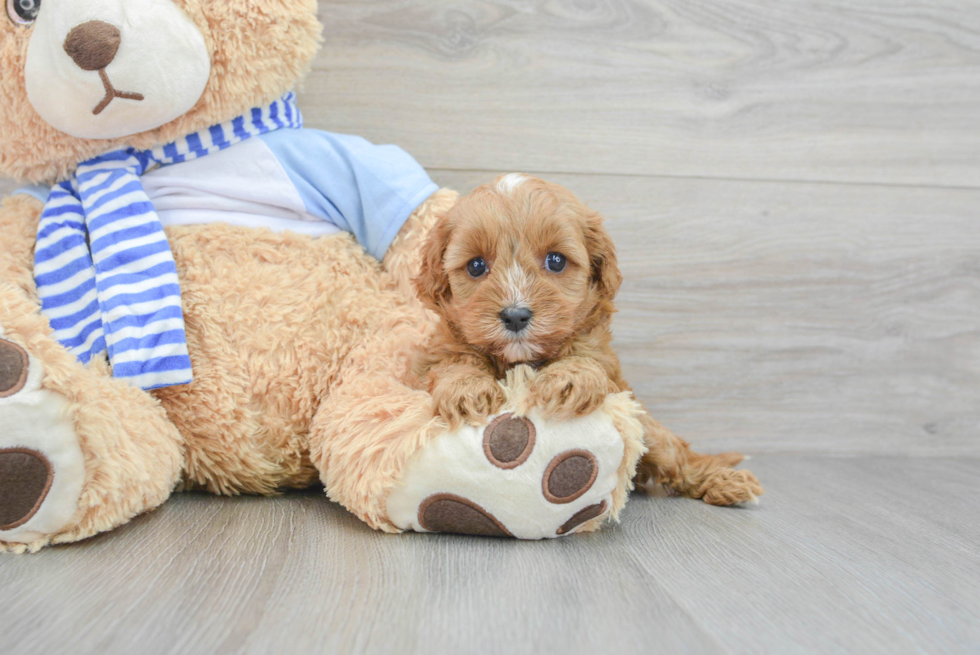 Cavapoo Puppy for Adoption