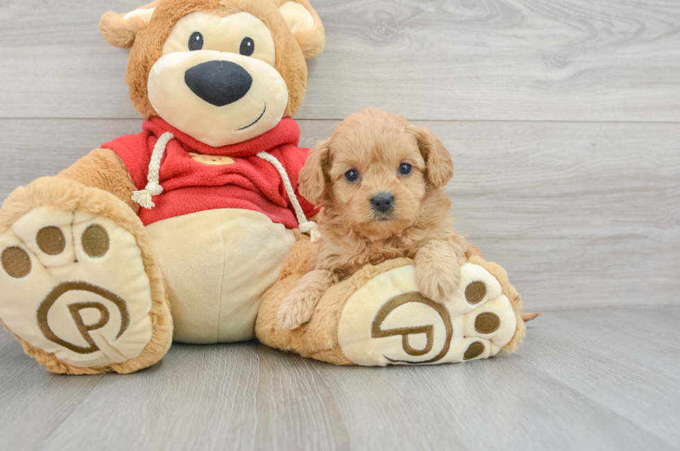 6 week old Cavapoo Puppy For Sale - Florida Fur Babies
