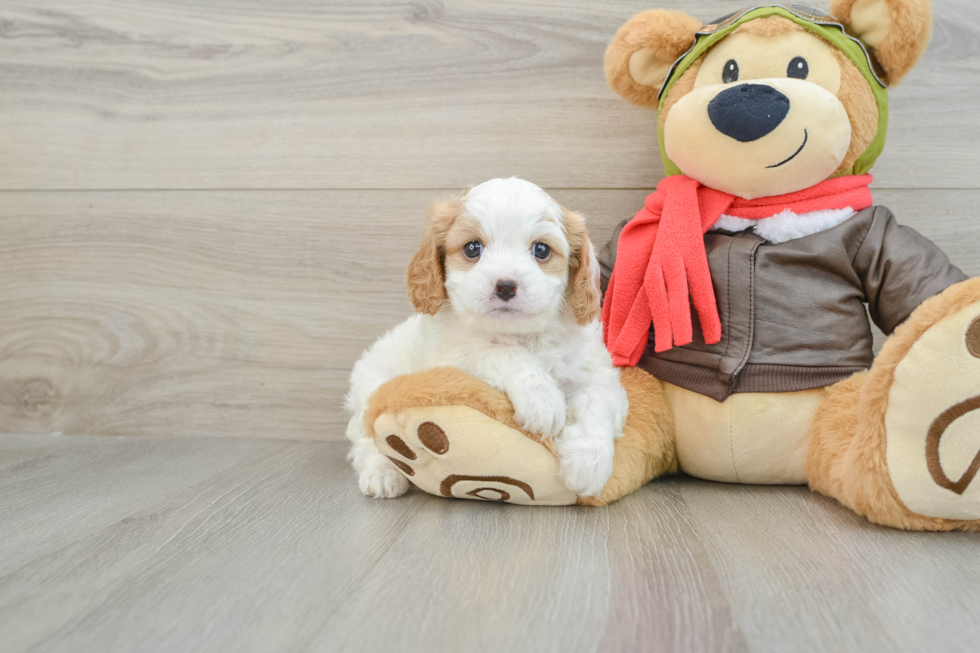 Funny Cavapoo Poodle Mix Pup