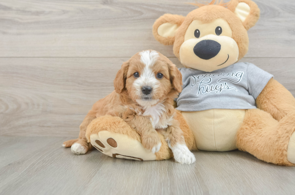 5 week old Cavapoo Puppy For Sale - Florida Fur Babies