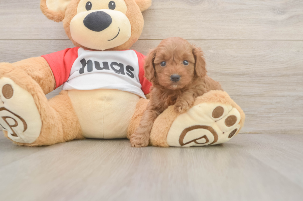 5 week old Cavapoo Puppy For Sale - Florida Fur Babies