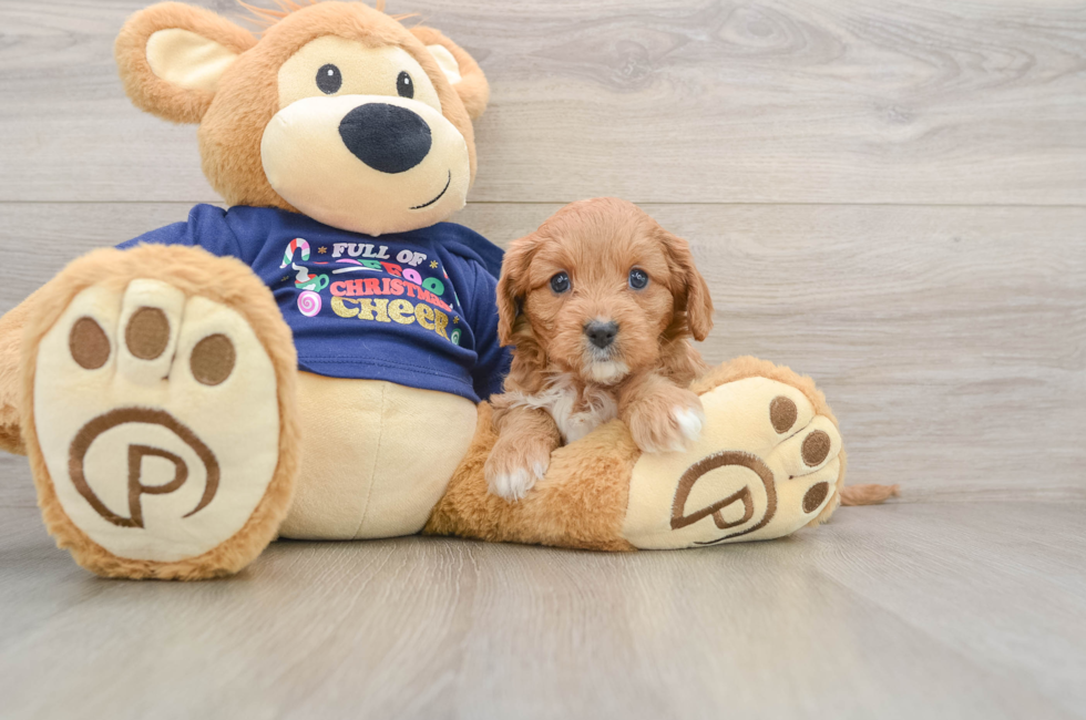 5 week old Cavapoo Puppy For Sale - Florida Fur Babies