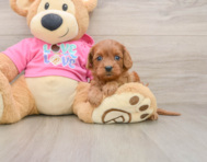 7 week old Cavapoo Puppy For Sale - Florida Fur Babies