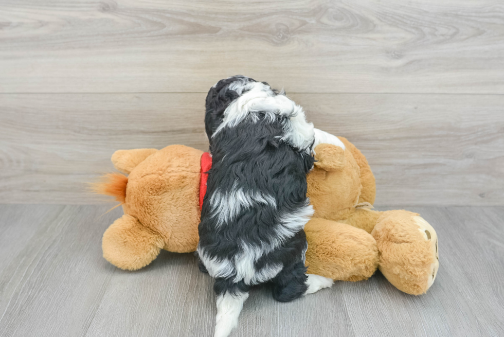 Funny Cavapoo Poodle Mix Pup