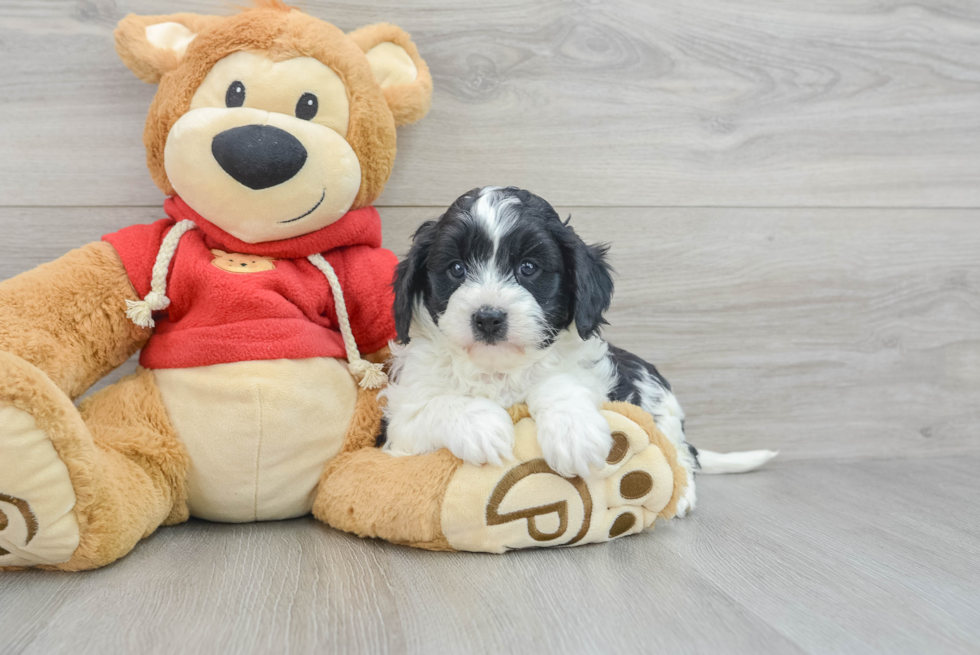 Cute Cavapoo Baby