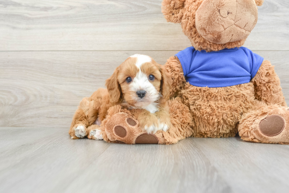 Best Cavapoo Baby