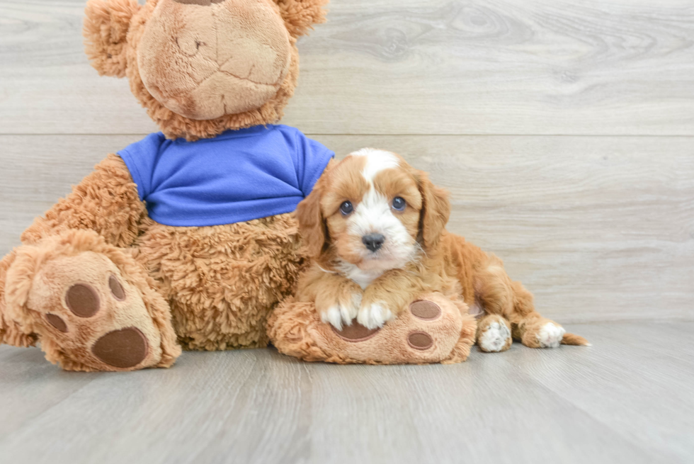 Best Cavapoo Baby