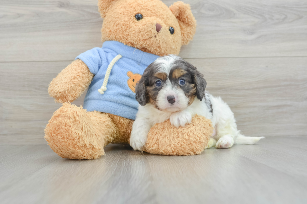 5 week old Cavapoo Puppy For Sale - Florida Fur Babies