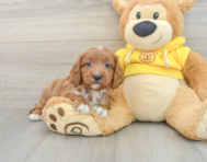 8 week old Cavapoo Puppy For Sale - Florida Fur Babies