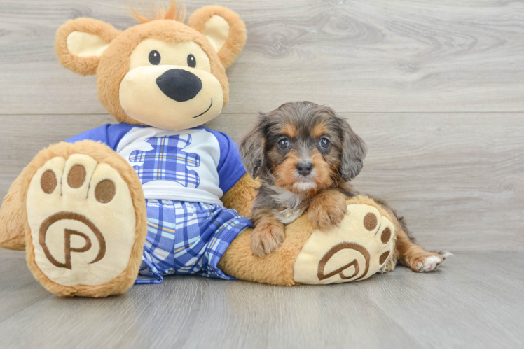 Cavapoo Pup Being Cute