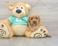7 week old Cavapoo Puppy For Sale - Florida Fur Babies