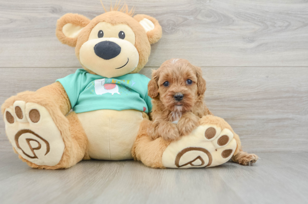 6 week old Cavapoo Puppy For Sale - Florida Fur Babies