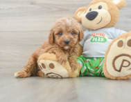 8 week old Cavapoo Puppy For Sale - Florida Fur Babies