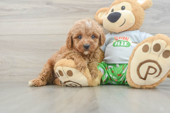Cavapoo Pup Being Cute