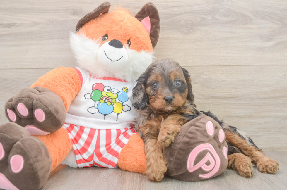 6 week old Cavapoo Puppy For Sale - Florida Fur Babies