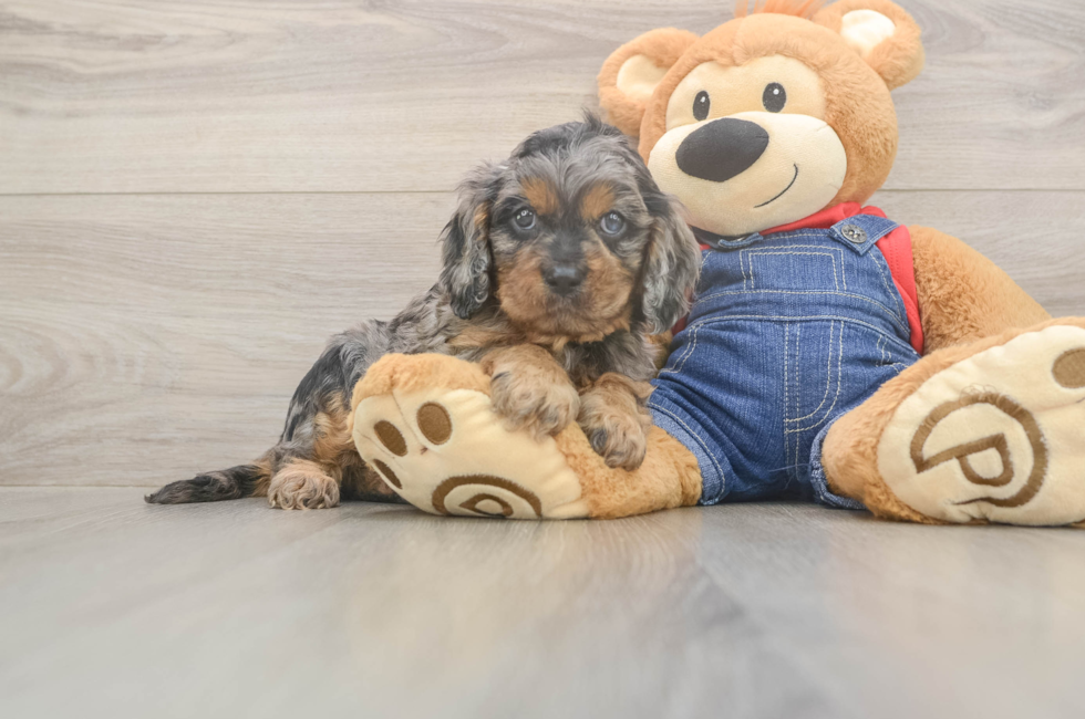 5 week old Cavapoo Puppy For Sale - Florida Fur Babies