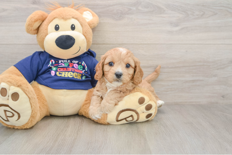 Cavapoo Puppy for Adoption