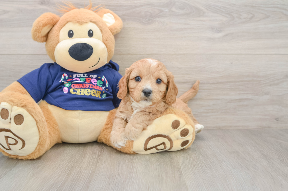 5 week old Cavapoo Puppy For Sale - Florida Fur Babies