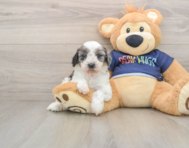 7 week old Cavapoo Puppy For Sale - Florida Fur Babies
