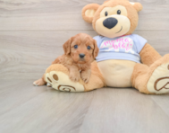 8 week old Cavapoo Puppy For Sale - Florida Fur Babies