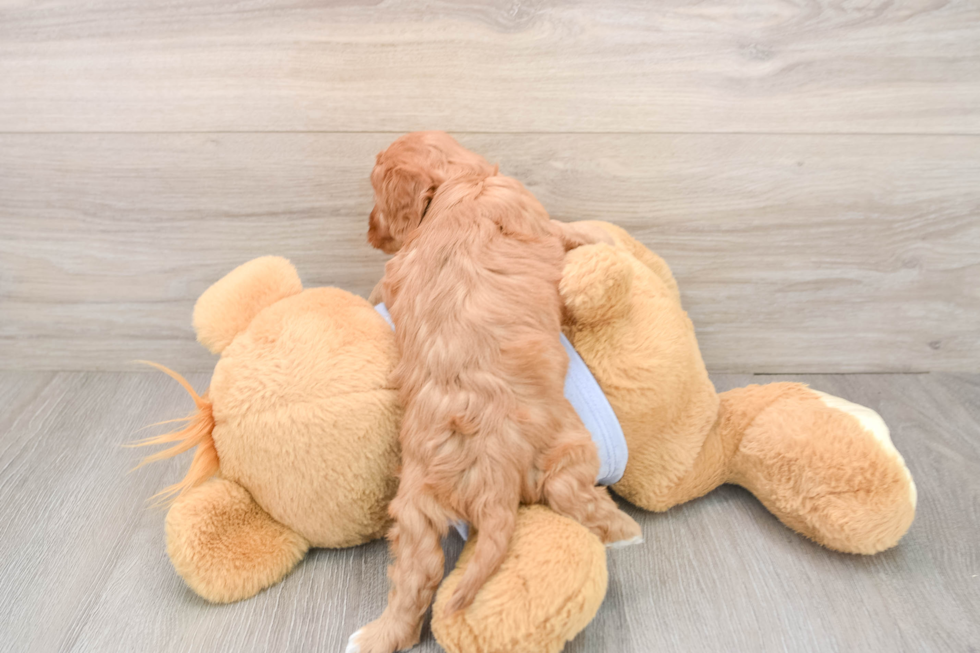 Cavapoo Pup Being Cute