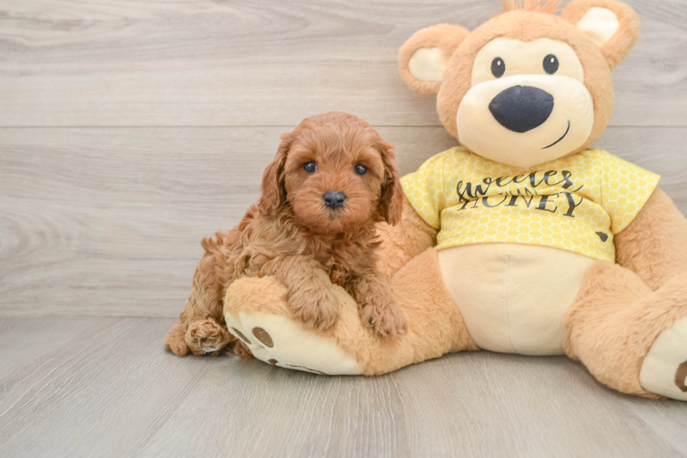 Cavapoo Pup Being Cute