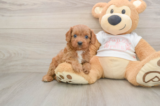 Adorable Cavalier King Charles Spaniel and Poodle Mix Poodle Mix Puppy
