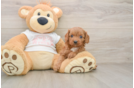 Funny Cavapoo Poodle Mix Pup