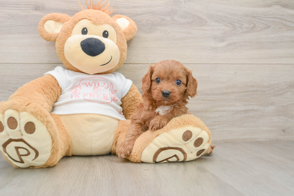 Funny Cavapoo Poodle Mix Pup