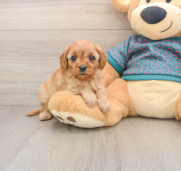 8 week old Cavapoo Puppy For Sale - Florida Fur Babies